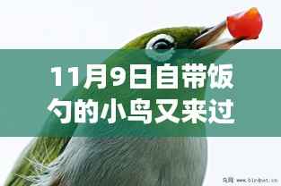 自带饭勺的小鸟归巢过冬,生态适应还是人类干预?