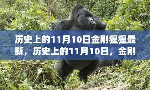 历史上的11月10日,金刚猩猩的最新解读与观点阐述