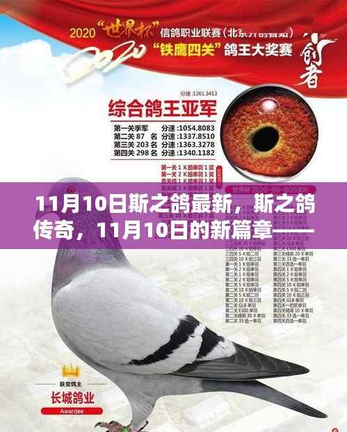 斯之鸽传奇,回顾与展望——11月10日新篇章开启