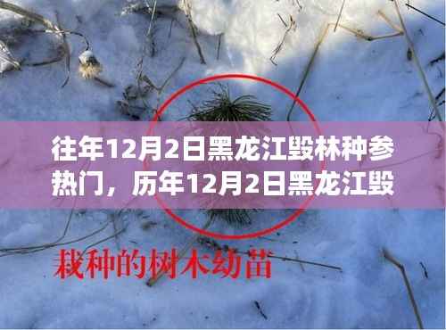 黑龙江毁林种参事件回顾,探寻背后的故事与启示,历年12月2日热门事件聚焦