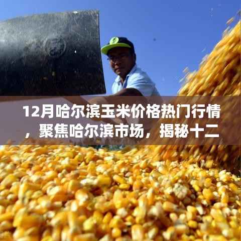 揭秘哈尔滨市场玉米价格行情,聚焦十二月热门行情