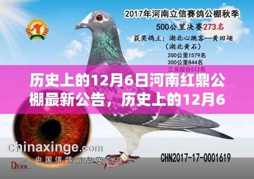 揭秘河南红鼎公棚历史公告,最新动态尽在12月6日揭晓!