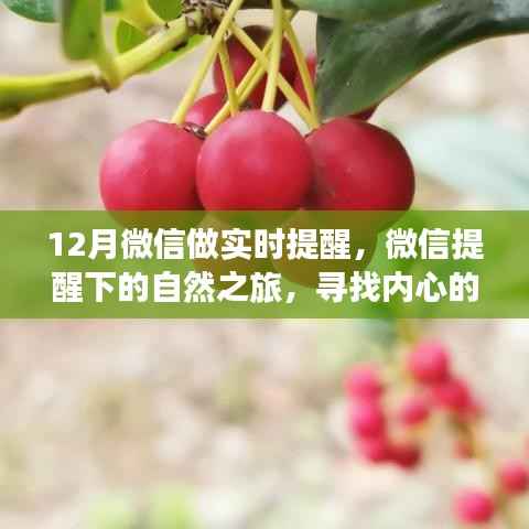 微信实时提醒下的自然之旅,十二种寻找内心宁静与平和的魔法方式