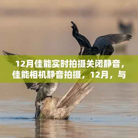 佳能相机静音拍摄功能开启,与大自然共舞的美丽时光在12月记录时刻