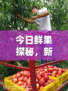 今日鲜果探秘,新鲜果实世界的最新动态