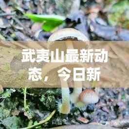 武夷山最新动态,今日新闻速递