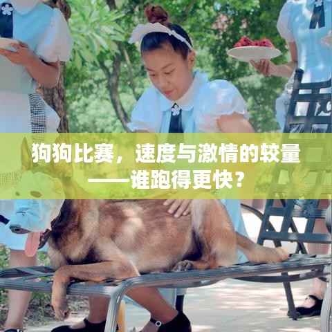 狗狗比赛,速度与激情的较量——谁跑得更快?
