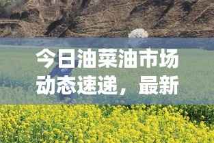 今日油菜油市场动态速递,最新消息一览